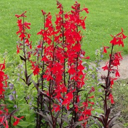 Lobelia rouge