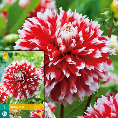 Dahlias Fimbriata