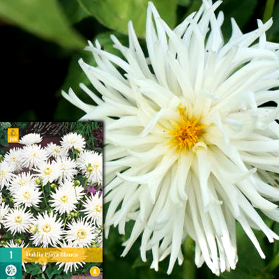 Dahlias Bordure de cactus