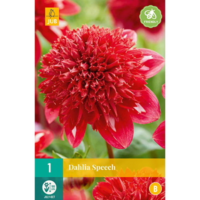 Dahlias collerette